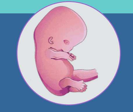 Human Embryology Animations